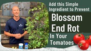 Use This One HOUSEHOLD Ingredient to Prevent BLOSSOM END ROT in Tomatoes