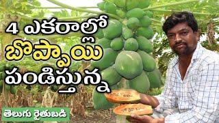 4 ఎకరాల్లో బొప్పాయి సాగు చేస్తున్న  Papaya Farming  రైతు బడి