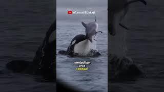 Benarkah orca hewan buas di lautan  simak videonya #hewan #shortvideo #faktaunik