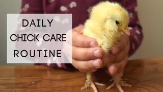Daily Chick Care Routine Days old chicks & 4 Week old chicks