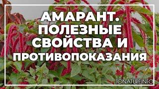 Амарант - полезные свойства и противопоказания  toNature.Info