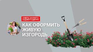 Какие растения выбрать для живой изгороди