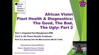 African Violet Plant Health & Diagnostics The Good The Bad The Ugly Part 2 of 3