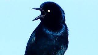 Grackle bird call  song  sound  Boat tailed