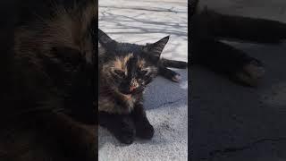 ناز و عشوه گربه حیاطمون  Persian Cat