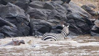 Hippo saves zebra from huge crocodile
