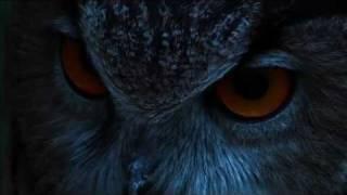 THE EAGLE OWL  THE LORD OF THE NIGHT