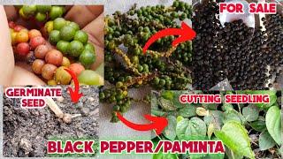 How To plant Black pepper from SEEDS CUTTINGS and how to SteamPaano magpatubo ng BUTO Ng Paminta