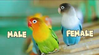 how to tell if your lovebird is male or female  lovebirds gender  lovebirds identification