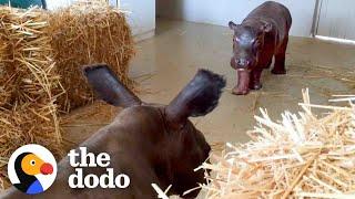 Baby Hippo Raised By Rhinos Meets A Hippo... ️  The Dodo Go Wild
