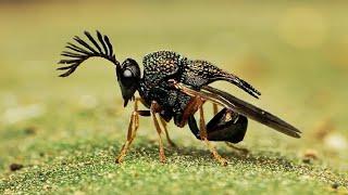 10 Most Beautiful Wasps In The World