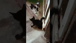 Anak kucing lucu imut dan gemesin #shorts  #videoshorts #cats