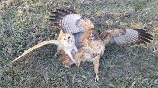 Owl attacked by hawk.
