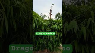 Dragon Bamboo #bamboo #dendrocalamus #gardening #giant