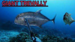 SPEARFISHING PHILIPPINES  GIANT TREVALLY  BANTON ROMBLON  MEL SPEARFISHING TV