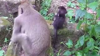 monkey want to bite baby monkey Baby monkey cry