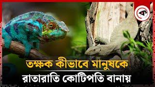 তক্ষক কীভাবে মানুষকে রাতারাতি কোটিপতি বানায়  Gecko  Takshak Animal  Tokay Gecko Price