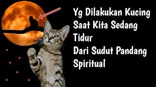 Yang Dilakukan KUCING Di Saat Kita Tidur Sudut Pandang Spiritual