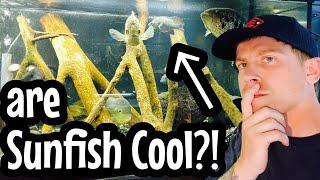 Sunfish Aquarium Setup Worth It?