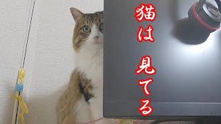 家政婦は見た！をやってる猫が可愛すぎました【保護猫／ダックス】