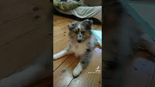 Fart #shelties #puppy #sheltiedog #cute #dog #funny #owczarekszetlandzki #animals