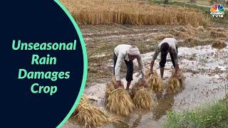 Unseasonal Rain Damages Crop In Maharashtra Rajasthan  Business News  CNBC-TV18