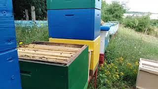 Как заставить пчел носить МЕД во второй корпус  Пчеловодство