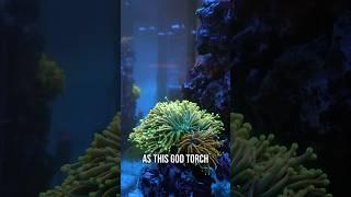 We love a torch coral with a unique story #aquarium #reeftank