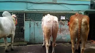 30 no word commissioner has been take 6 cow of eid ul azaha 2019