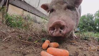 200-pound pig abandoned in San Antonio area finds ahome