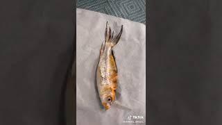 Fish Cutting Videos