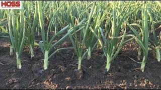 The 2 Most Important Tips for Growing Big Onions