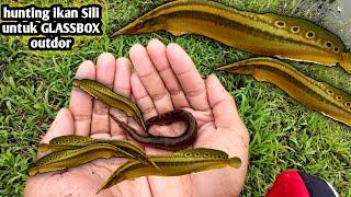 HUNTING IKAN SILI UNTUK GLASSBOX OUTDOR