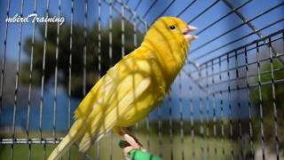 Most Beautiful Yellow Canary singing - canary training song