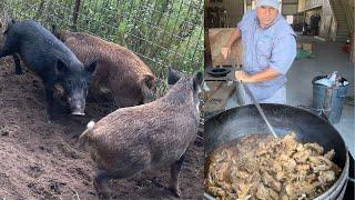 Trapping Wild Pigs In Louisiana Catch*Clean*Cook Huge Pork Gravy For 150 People