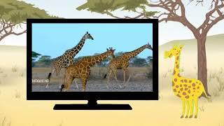 baby tv bim And bam in the animal world giraffe