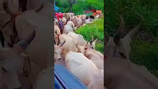 Jai gau mata #shorts