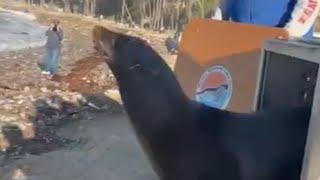 Injured Sea Lion Gets Happy Ending Release