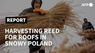 Harvesting reed for thatched roofs kicks off in snowy Poland  AFP