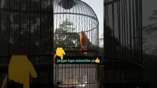 teruslah bernyanyi selagikau bisa untuk mengeluarkan suaramu masteran burung kenari #shorts