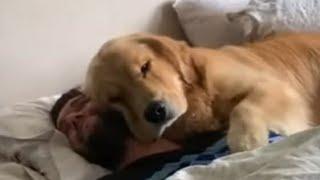 Dog waking up owner