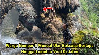 Warga Gempar  Muncul Ular Raksasa Bertapa Hingga Lumutan Viral Di Jatim