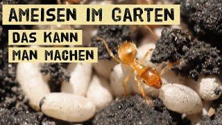 Ameisen im Garten bekämpfen oder nicht? Welche Schäden richten Ameisen an Pflanzen an? Vergrämung