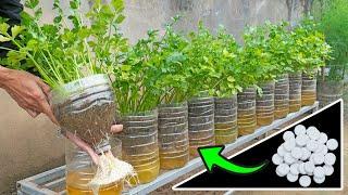 3 Super easy ways to grow celery at home with plastic bottles large plants and quick harvest