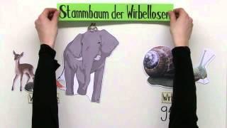 Wirbellose Tiere  Biologie  Biologie der Tiere Mittelstufe