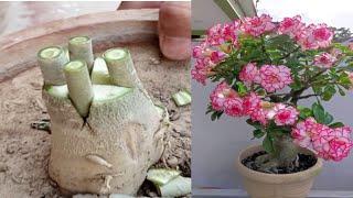 Adenium Easy Grafting Technique  Simple Method To Graft desert rose plant