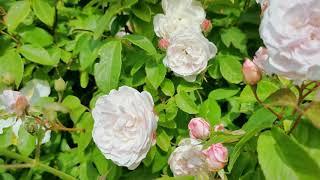 English Rose Garden Blush Rambler