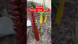 Erik the Red Sunbird Aloe ️  #aloe #succulent #gardening #rare #succulentlover #plants #flowers