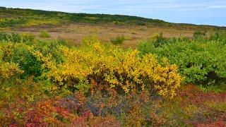 Autumn tundra near the village of Shakhtersky