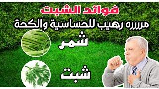 بذور الشبت قاهر السعال وحساسية الصدر  معلومة الشمر غير الشبت